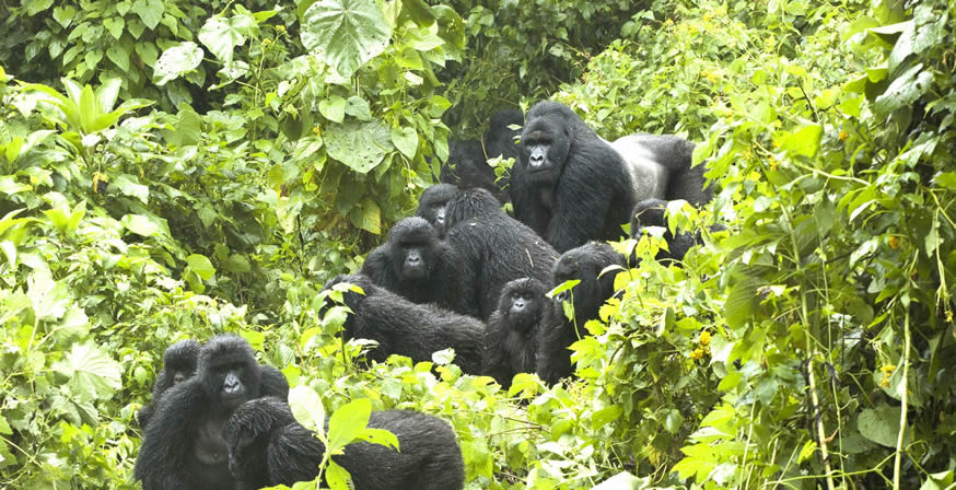 Gorilla Families in Virunga National park